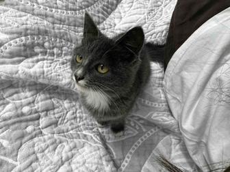 Отдам котенка в добрые руки