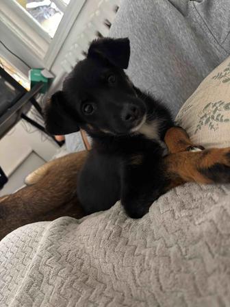 Щеночек срочно ищет дом!