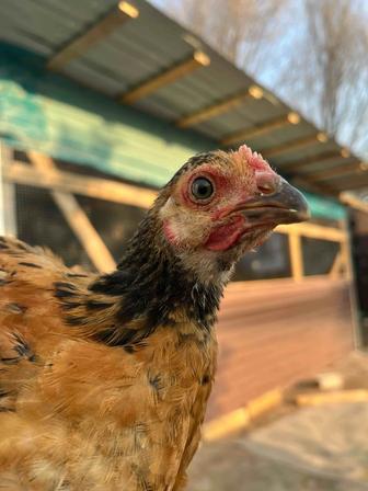 Продам куриц петухов