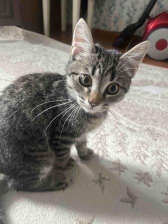 Отдам котенка в доброе руки