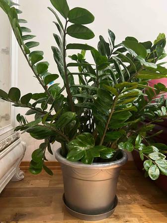 Замиокулькас