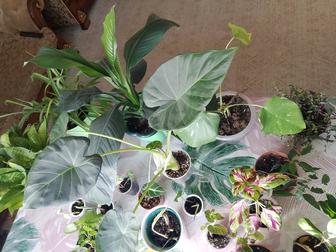 Комнатные растения