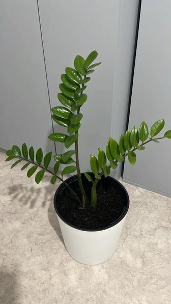 Продам цветок долларовое дерево