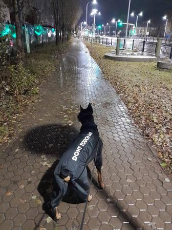 Выгул собак