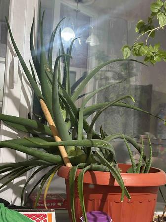 продам алоэ