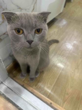 Продам котят