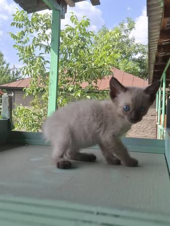 Отдам котят, мать Донской сфинкс