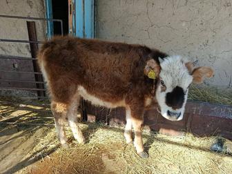 Тайыншалар сатылады