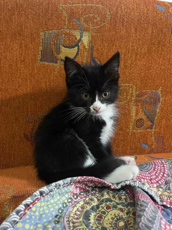 Отдам котенка в хорошие руку