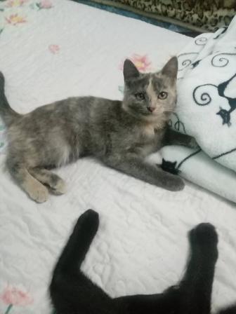 Котенок девочка