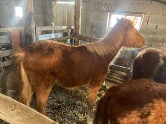 Продам жабағы еркек