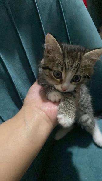 Отдам котенка в хорошие руки