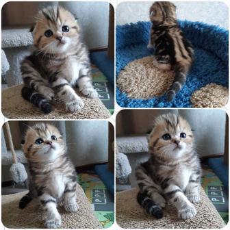 Шотландские супер котята