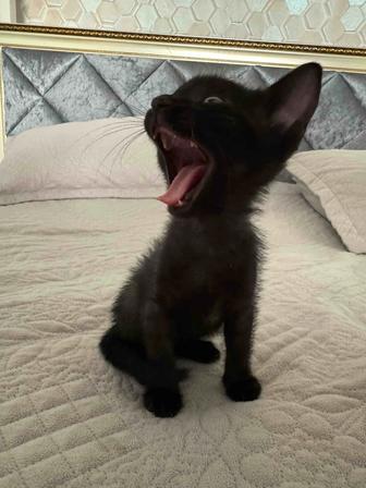 Отдам котенка даром