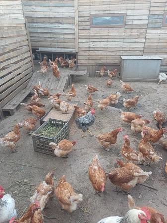 Продам домашних курей