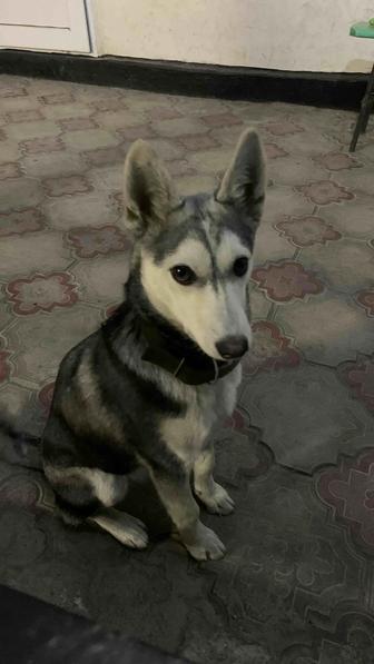 Пропала Собачка