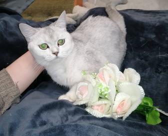 Шотландская кошка шиншилла золото и серебро