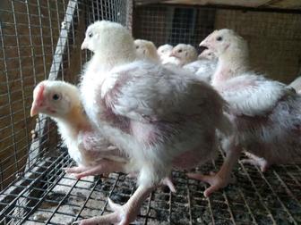 продам подрощенных бройлеров! срочно!