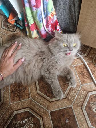 Бронь на котят Шотландцы прямоухие
