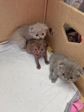 Бронь на котят Шотландцы вислоухие