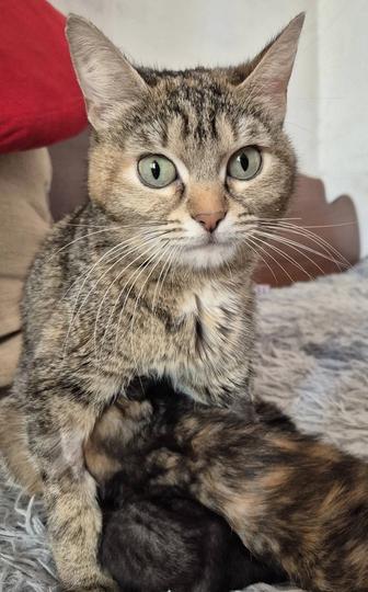 Кошечка ищет дом