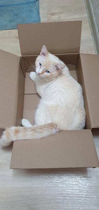 Отдам кота