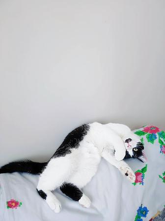 Кошка в добрые руки
