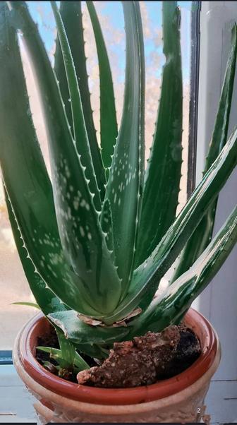 Алоэ вера лечебный 4года