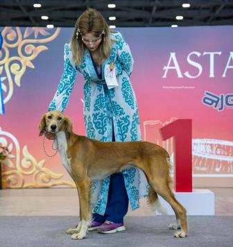 Кинолог,дрессировка,хендлер