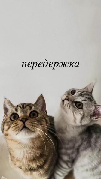 передержка