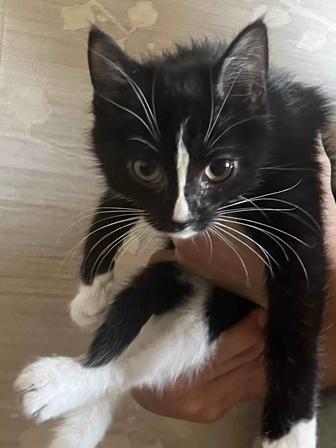 Котенок в добрые руки