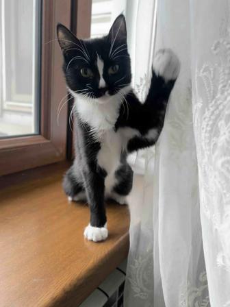 Котенок в добрые руки