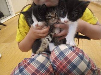 Отдам котят (1 месяц) .