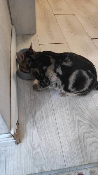 Отдам кота