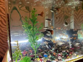 Продам аквариум 50л с рыбками (гуппи)