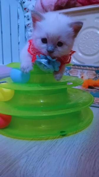 Серебристый шиншилла