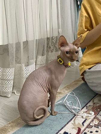 Продам кошку молодую