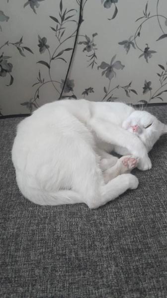 Кошке временный дом