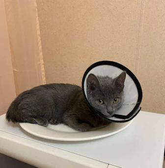 Отдам кошку в добрые руки( 4 месяца )