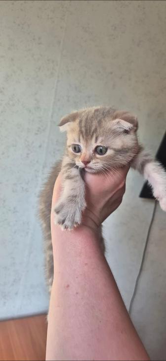 Продам породистых котят