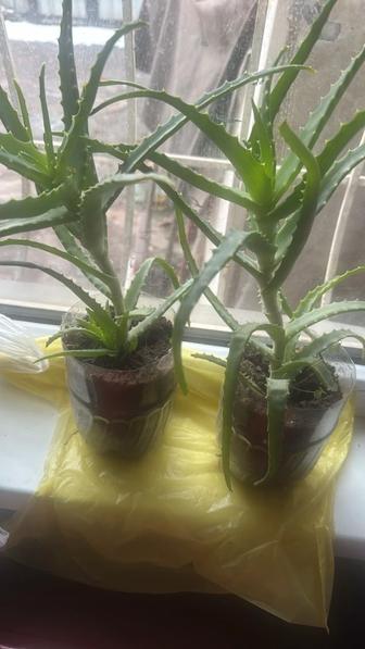 Продам растения алоэ 3-х годиков