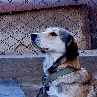 Собака Брошка из приюта Хвостатый рай