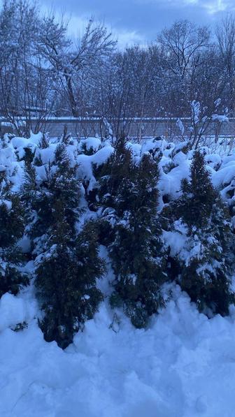 Туя сатылады! Продаются тұйық!