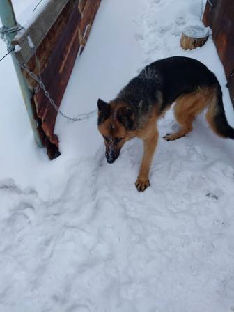 Найдена собака, овчарка в районе ДЭУ, 18.02.25г. Владельцы отзовитесь.