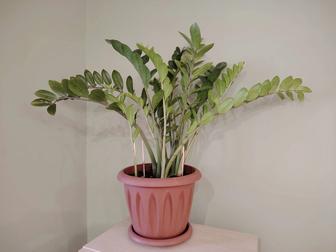 Замиокулькас