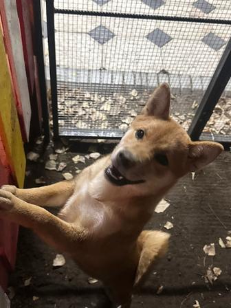 Продам собачку Сиба Ину