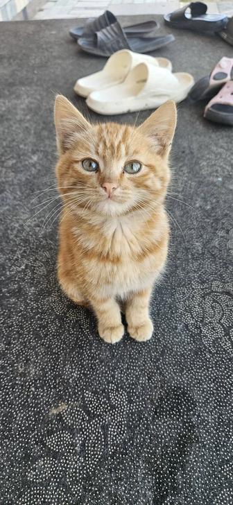 2 айлық марғаулар. Котята 2 месячные.