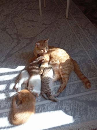 Отдам котят