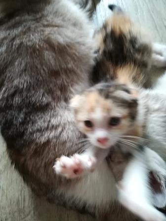 Отдам породистых котят вислоухие