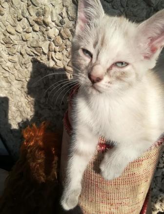 Отдам котят вислоухие